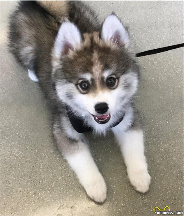 博美和西伯利亚雪橇犬的混血Pomsky，为什么人气那么高？