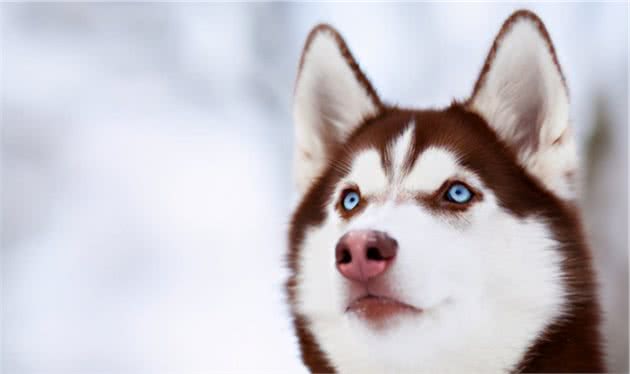 博美和西伯利亚雪橇犬的混血Pomsky，为什么人气那么高？