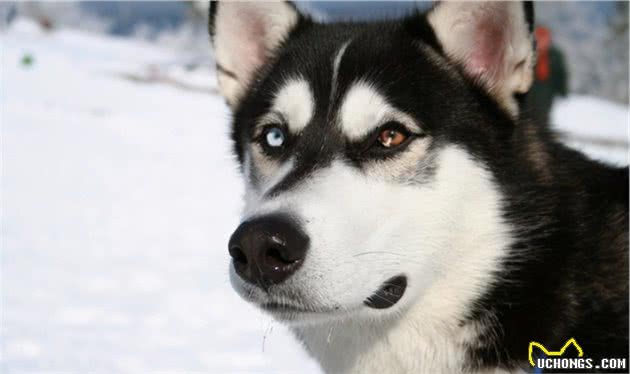 博美和西伯利亚雪橇犬的混血Pomsky，为什么人气那么高？