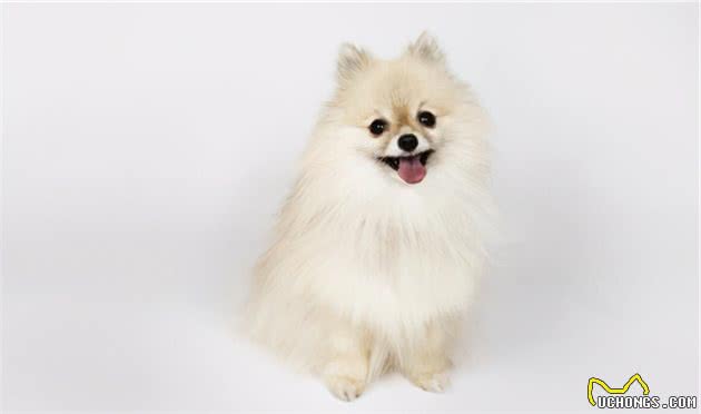 博美和西伯利亚雪橇犬的混血Pomsky，为什么人气那么高？