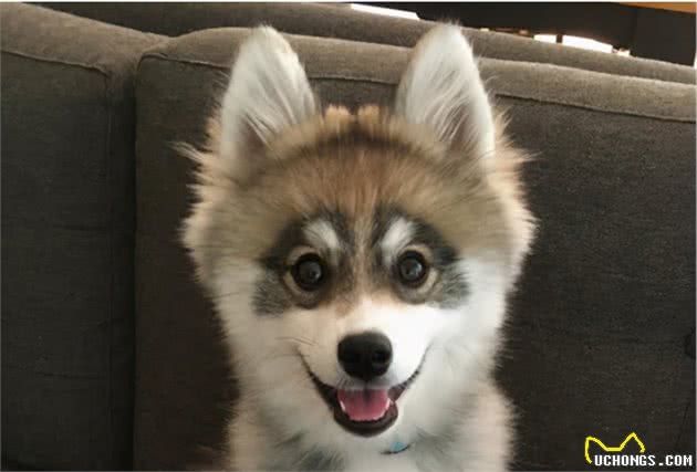 博美和西伯利亚雪橇犬的混血Pomsky，为什么人气那么高？