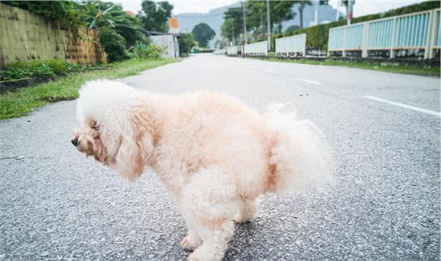 你走过“狗屎运”吗？了解狗狗的屎，才能做一名称职的铲屎官