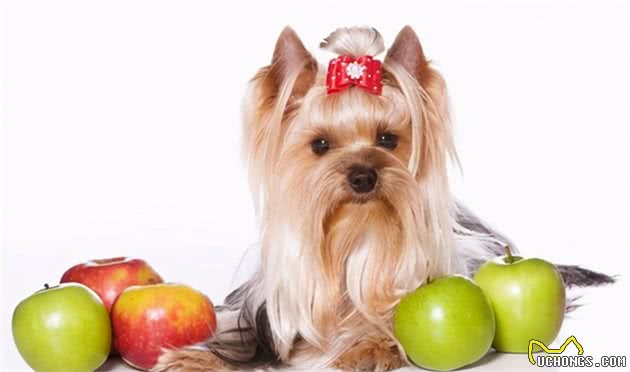 狗狗食谱|狗狗吃这几种水果对身体好处多