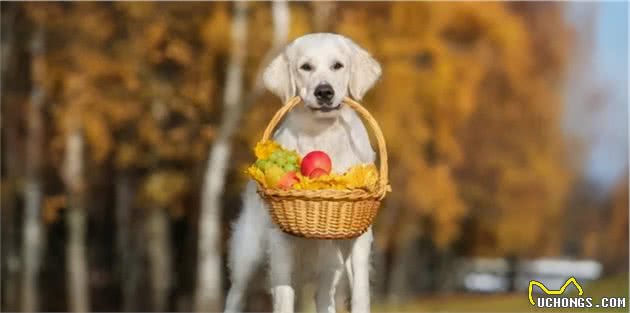 狗狗食谱|狗狗吃这几种水果对身体好处多