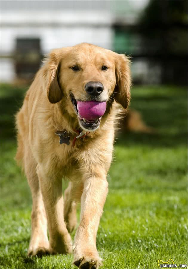 你的狗狗上榜了吗？“汪星人”智商排名，最聪明的10种宠物犬