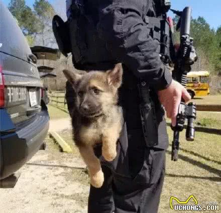 工作犬上班的第一天……真的萌出血啦！