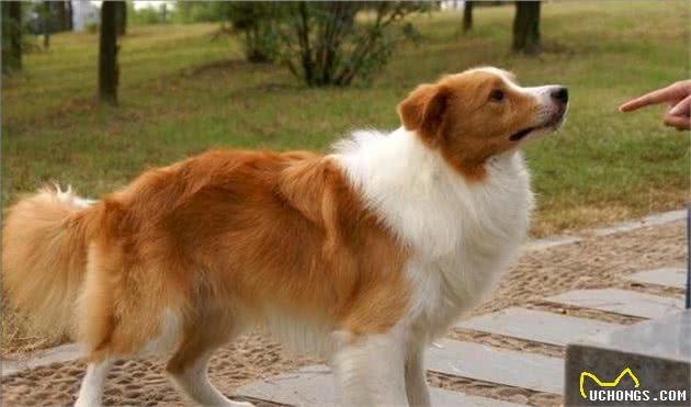 毛发不好的边境牧羊犬，不妨给它吃这些食物，可以美毛的！