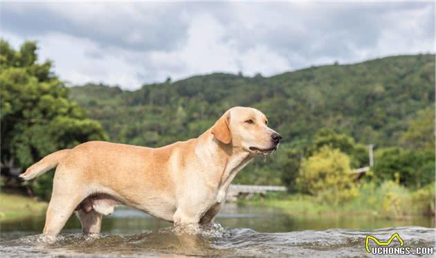 导盲犬小Q，它的品种可能是世界最适合当导盲犬的狗狗