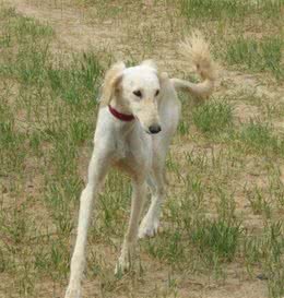 中华神犬—“哮天犬”细犬