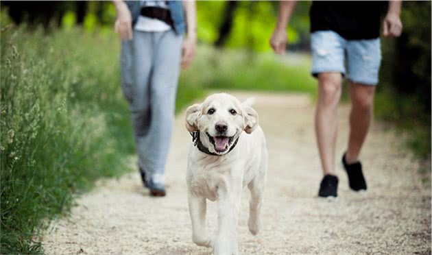 想让狗狗乖乖陪你散步？训犬师教你三个技巧，让被狗遛变成遛狗