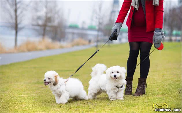 想让狗狗乖乖陪你散步？训犬师教你三个技巧，让被狗遛变成遛狗