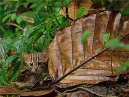 世界最小猫咪锈斑猫，能躲在一片叶子后面，简直是巴掌大的猫咪