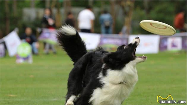 如何饲养边境牧羊犬？这6件事要做好