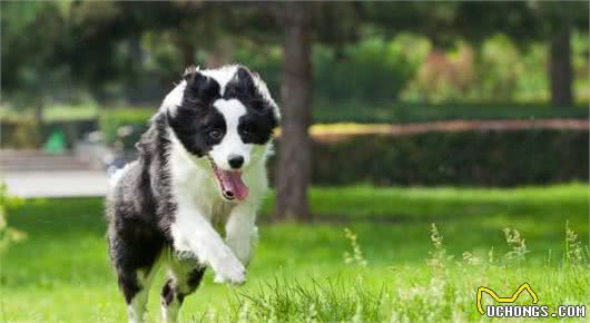 如何饲养边境牧羊犬？这6件事要做好