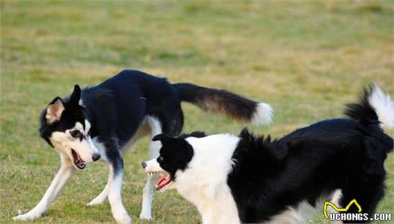 如何饲养边境牧羊犬？这6件事要做好