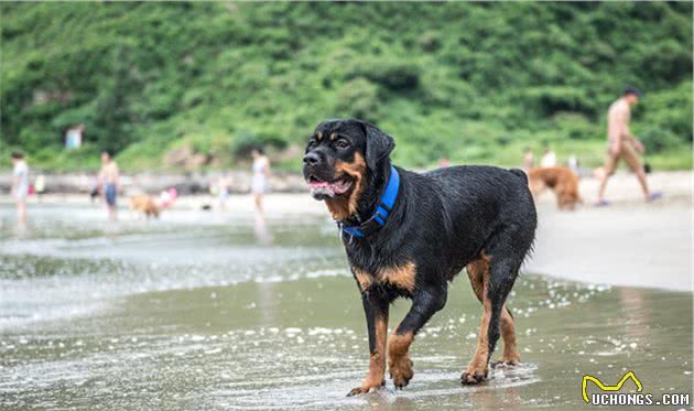 牧牛犬家族：不止有小短腿柯基犬，还有“黑旋风”罗威纳犬