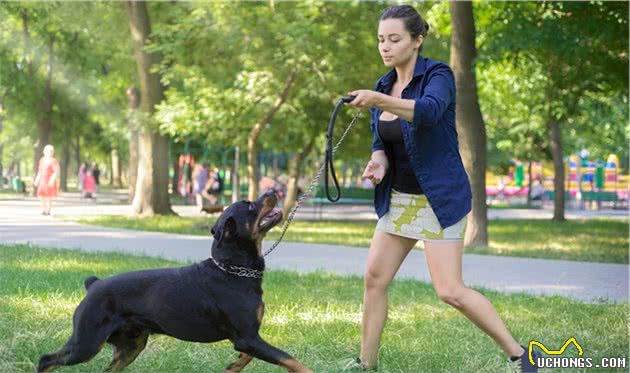 牧牛犬家族：不止有小短腿柯基犬，还有“黑旋风”罗威纳犬