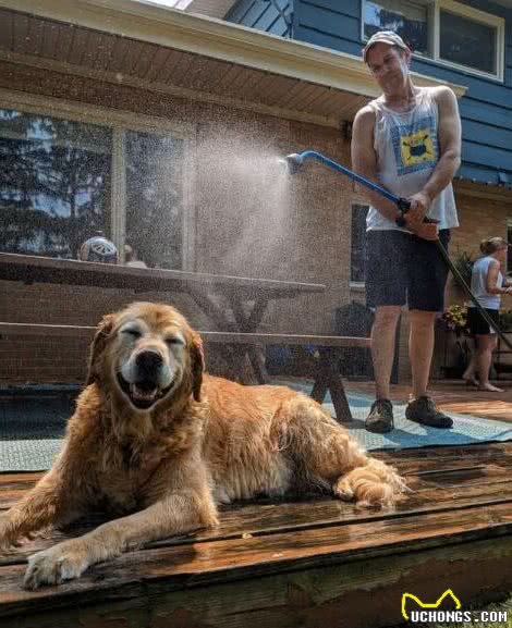 15只狗狗度过炎热夏天的高招