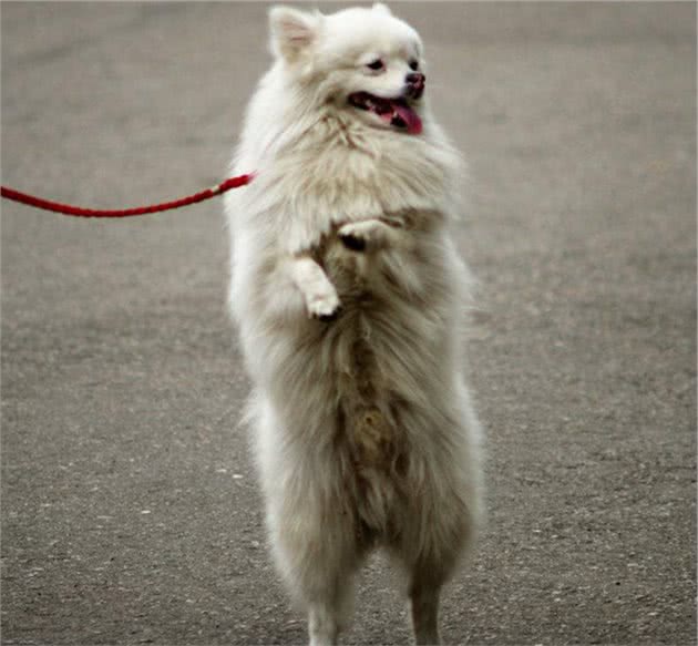 狗狗直立行走很可爱？主人需注意犬类脊柱承受力，避免爱犬受伤害