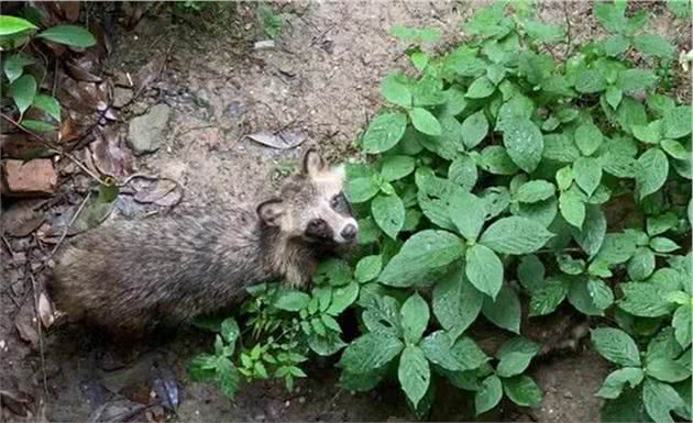 武汉一小区出现多只貉，最古老且唯一冬眠的犬科？专家：人畜无害