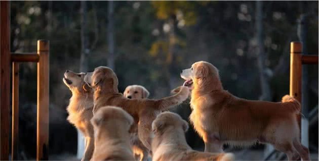 犬的品种与习性