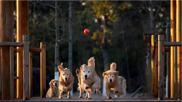 犬的品种与习性