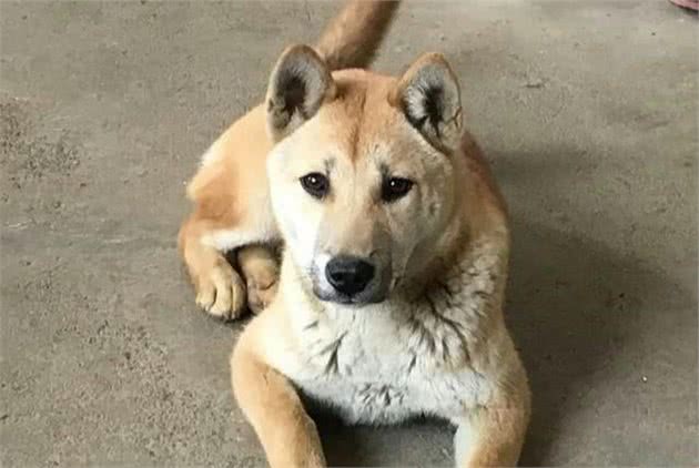 藏在大山当中的土猎狗：广西土猎犬，被忽视的好狗