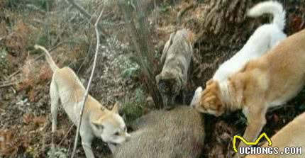 藏在大山当中的土猎狗：广西土猎犬，被忽视的好狗