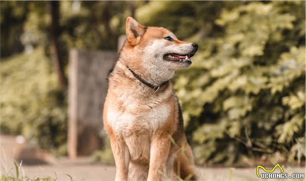 狗狗的8种叫声，你都知道它们什么意思吗？