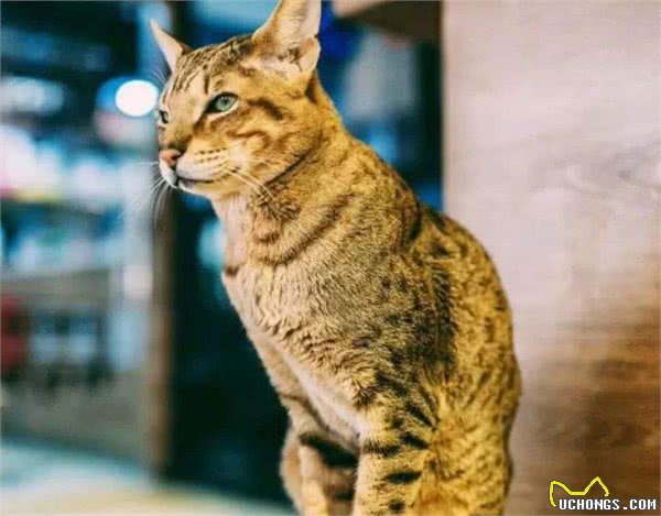 除了缅因猫、布偶猫还有哪些体型大的猫咪呢？它们都有什么特点呢