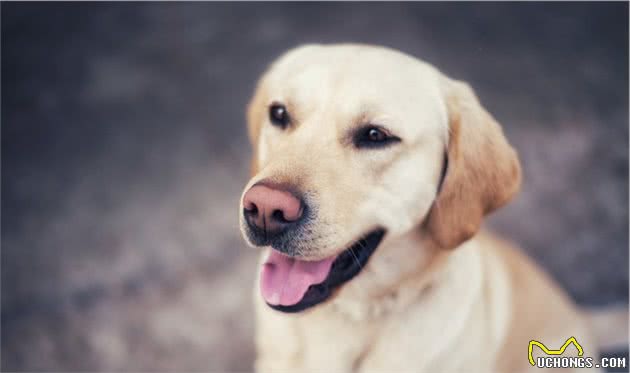 犬行为简介—正常的犬行为1