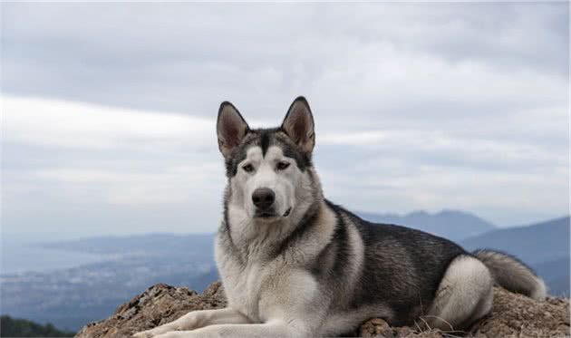 犬行为简介—正常的犬行为1