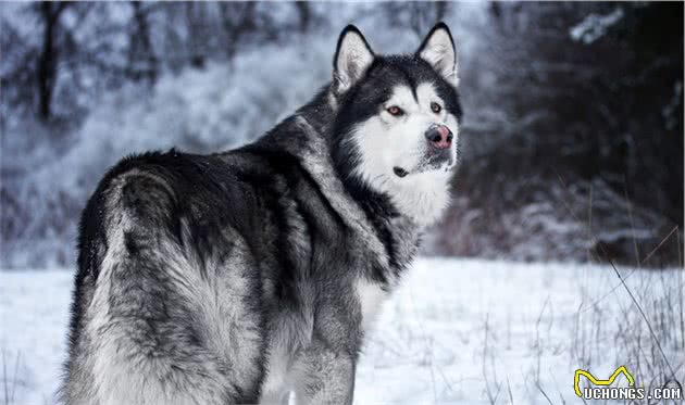 犬行为简介—正常的犬行为1