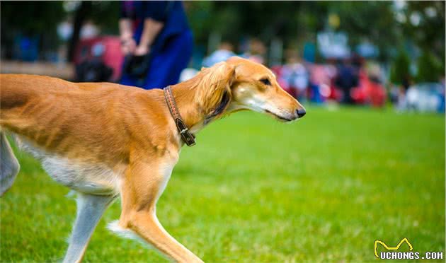 犬行为简介—正常的犬行为1