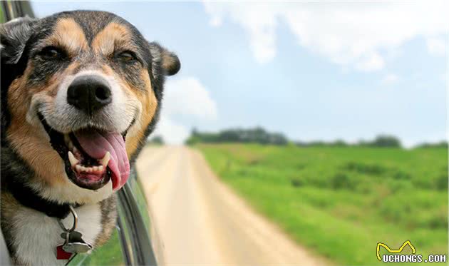 犬行为简介—正常的犬行为1