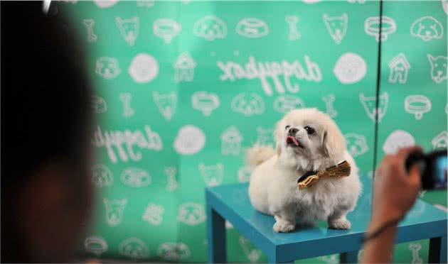 被人称赞的好狗狗,会有哪些优点,你家狗狗上榜了吗?