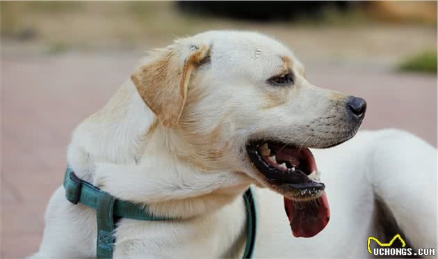 被人称赞的好狗狗,会有哪些优点,你家狗狗上榜了吗?