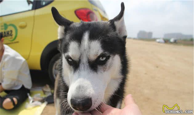 被人称赞的好狗狗,会有哪些优点,你家狗狗上榜了吗?