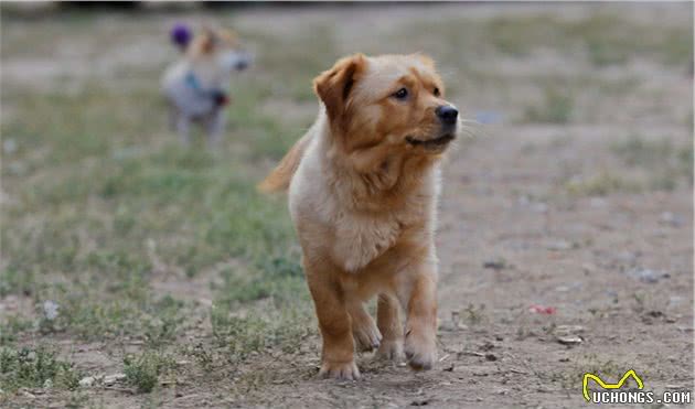 被人称赞的好狗狗,会有哪些优点,你家狗狗上榜了吗?