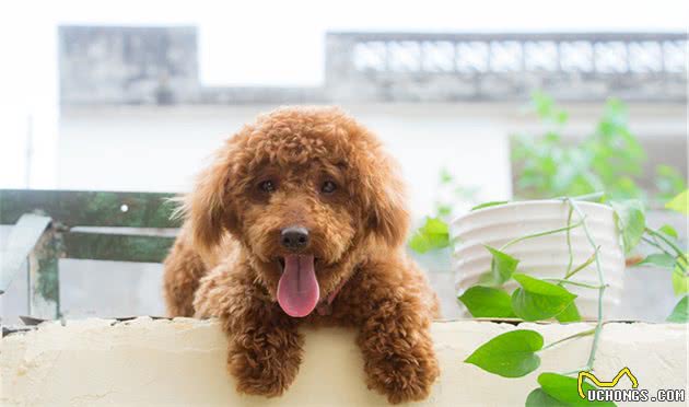 被人称赞的好狗狗,会有哪些优点,你家狗狗上榜了吗?