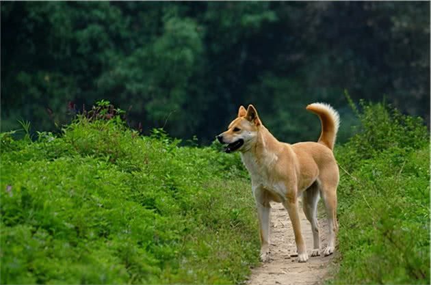 这5种优秀的伴侣犬，忠诚又可爱，你喜欢哪个？