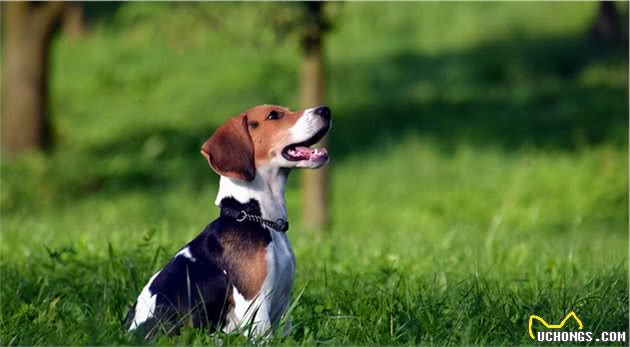 饲养一只比格犬的感受