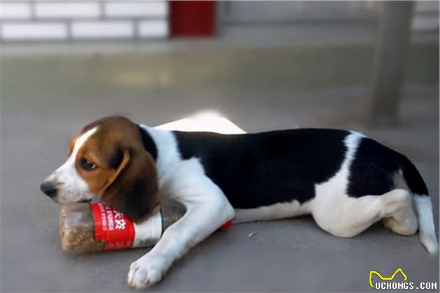 饲养一只比格犬的感受