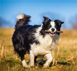 边境牧羊犬和澳洲牧羊犬的五大区别，你更喜欢谁？