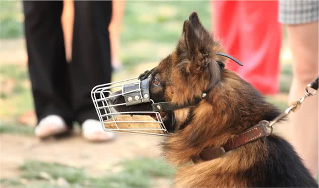 这五种狗虽然很聪明，但是也当不了“警犬”