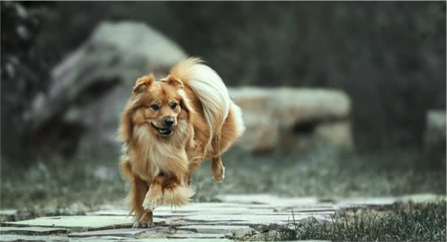 这五种狗虽然很聪明，但是也当不了“警犬”