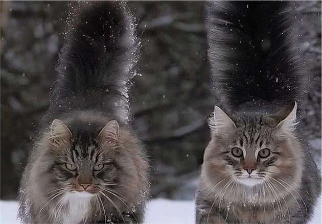 辟谣！猫咪也会怕孤独？其实大部分更喜欢群居