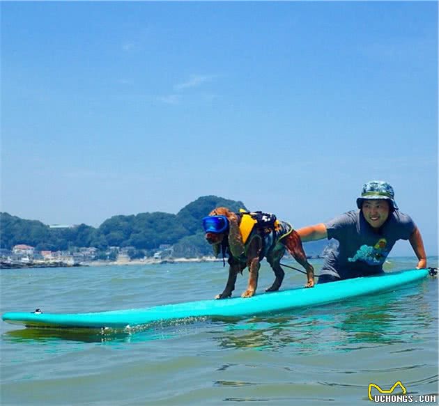 会冲浪的英国可卡犬在日本海浪引起围观