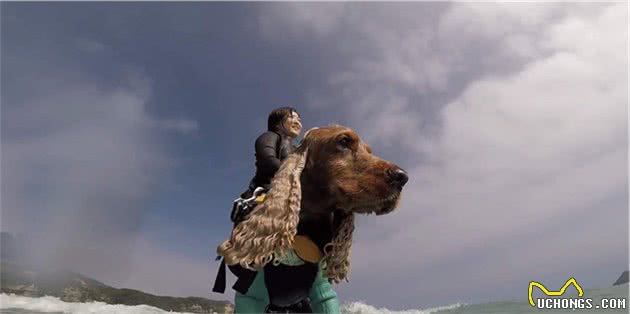 会冲浪的英国可卡犬在日本海浪引起围观