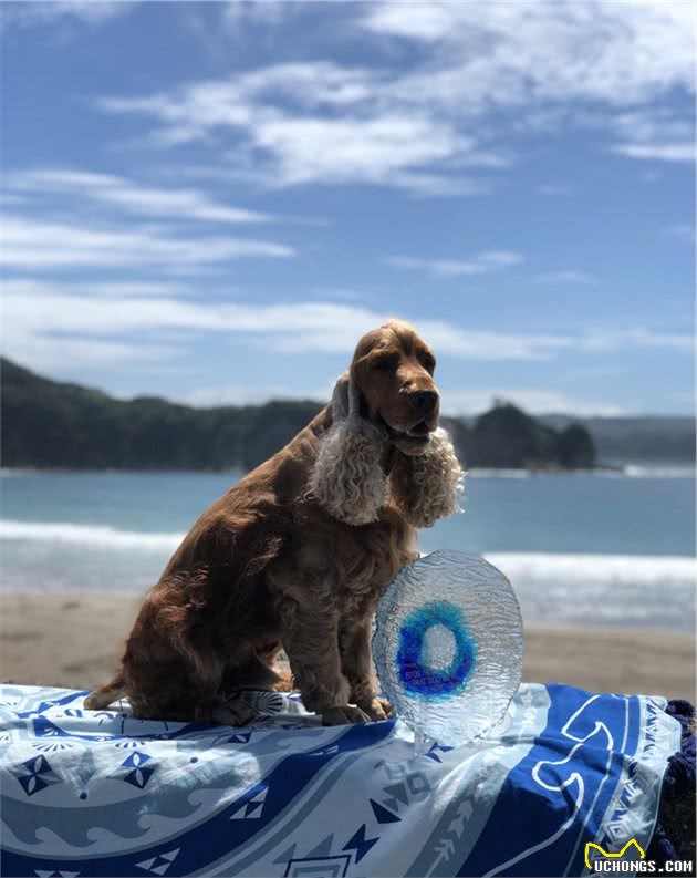 会冲浪的英国可卡犬在日本海浪引起围观